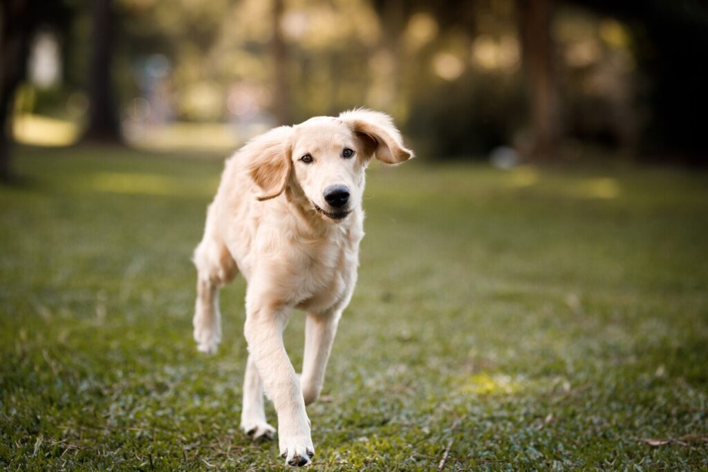 young-golden-puppy-running-in-grass