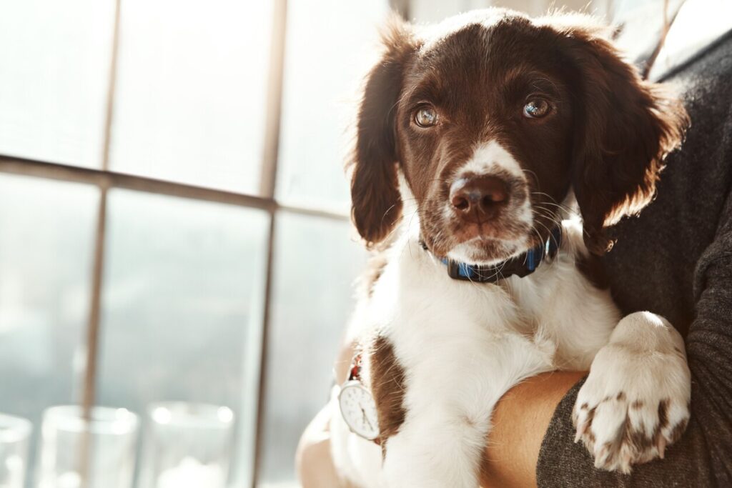 border-collie-puppy-sitting-in-human-arms