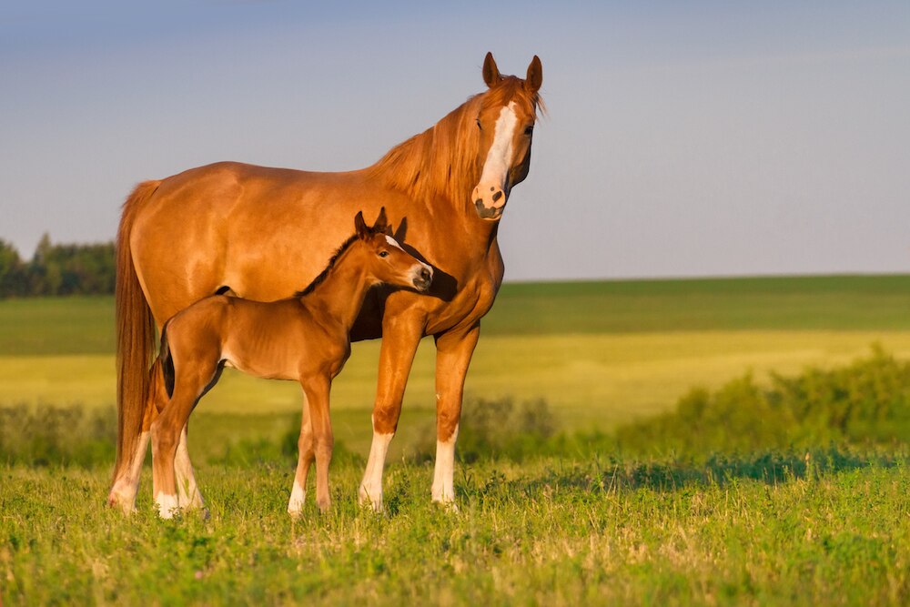 mare and foal standing in a field