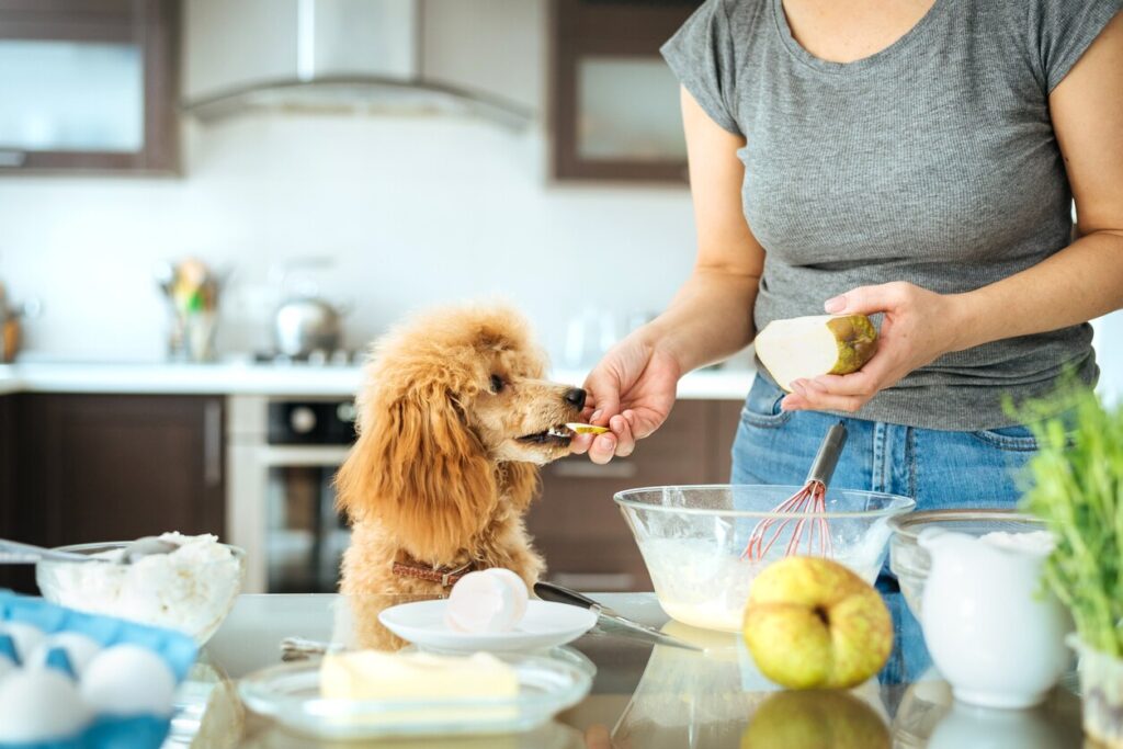 woman feeding a poodle a pear slice