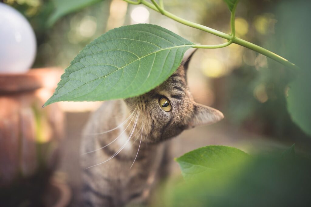 cat-sniffing-plant-leaf-outside