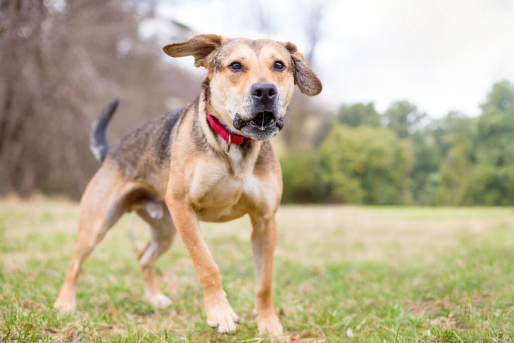 hound dog growling at a park, wearing a red collar