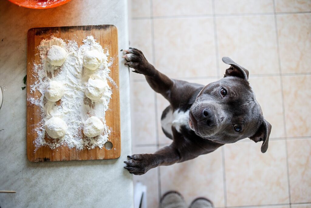 gray pitbull looking at bread dough on the counter