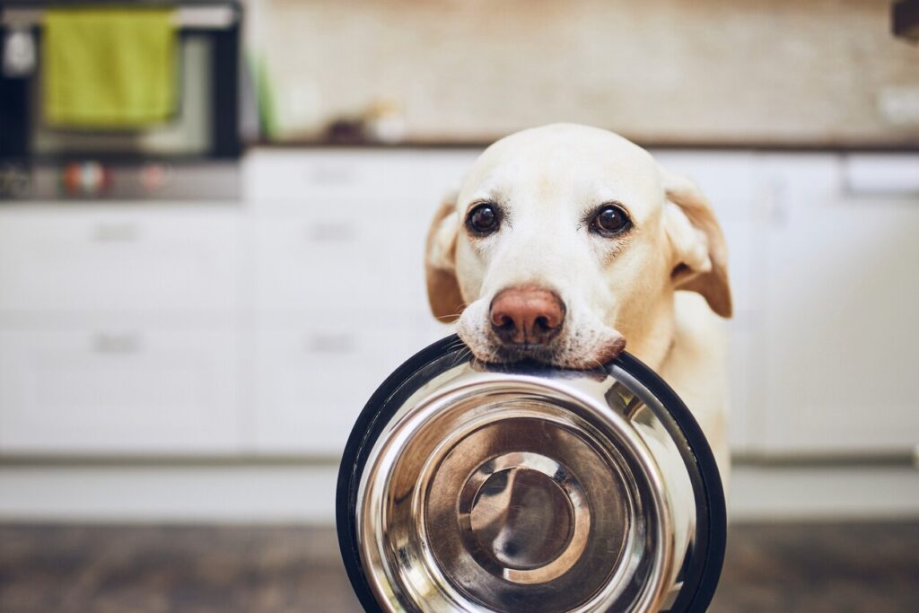 yellow lab holding up an empty food bowl