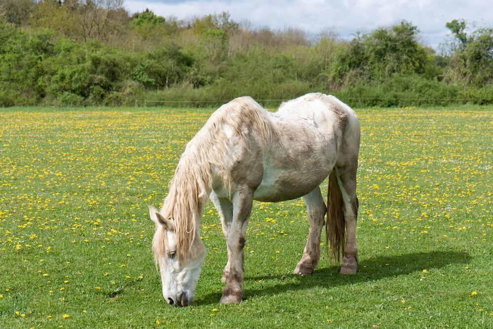 senior-horse-grazing