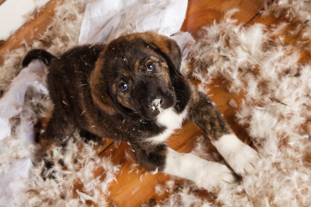 A puppy makes a mess of a pillow and its stuffing.