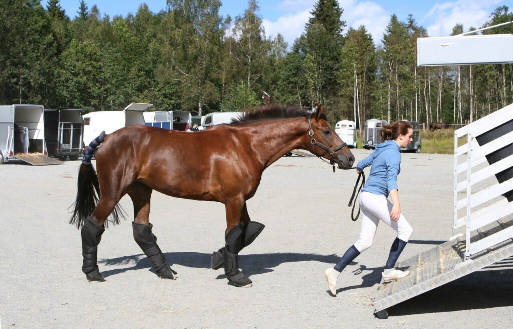 horse entering trailer