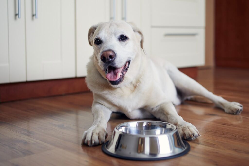 dog lying in front of bowl