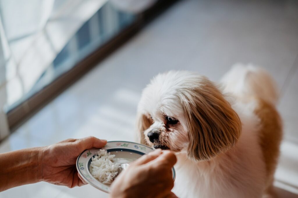 woman feeding a little dog rice from a bowl