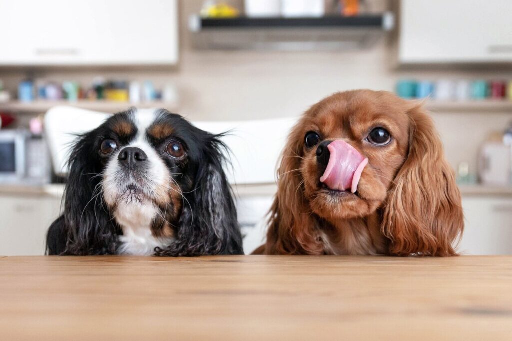 two dogs looking over a kitchen table