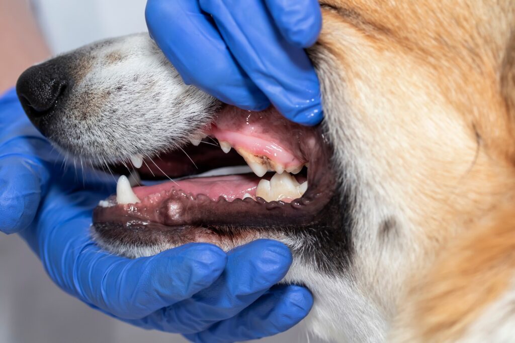 How much does dog teeth cleaning cost: a vet looks at a dog's teeth.