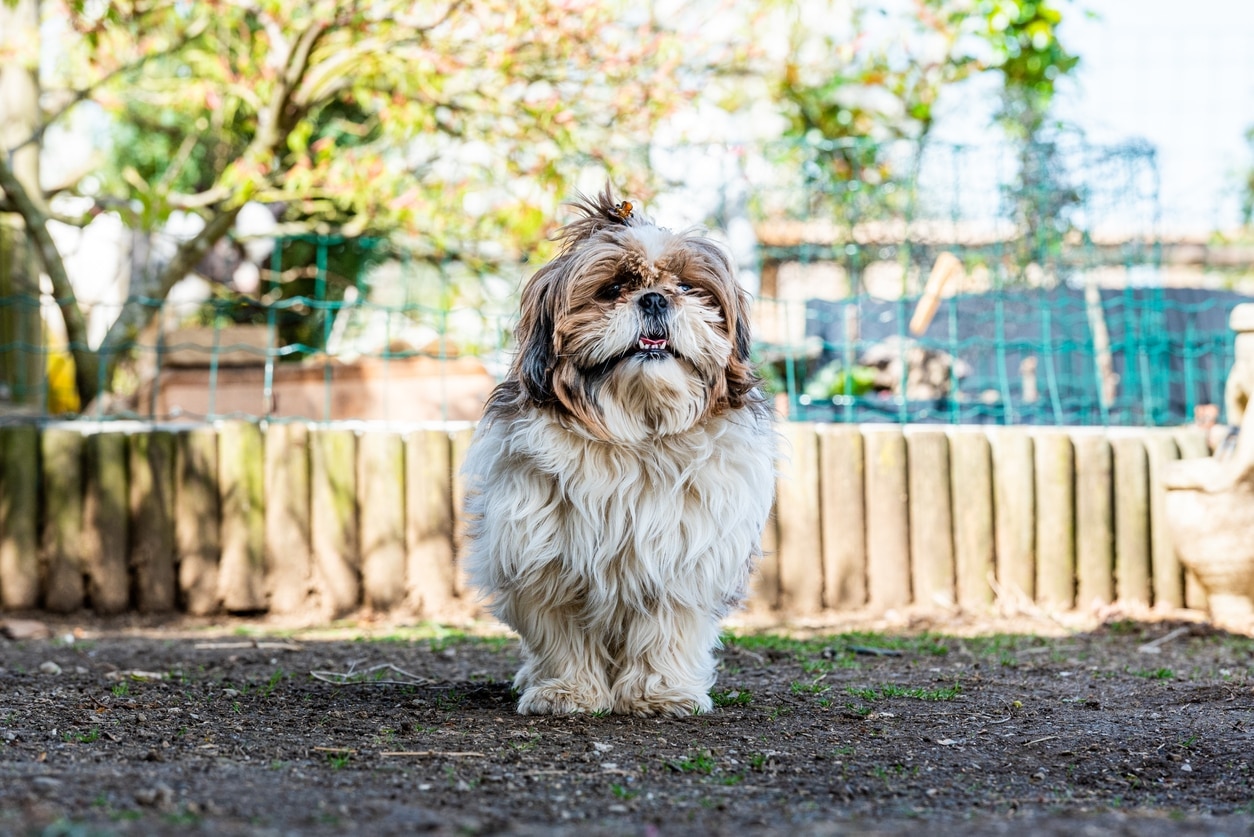 brown and white shih tzu standing outside