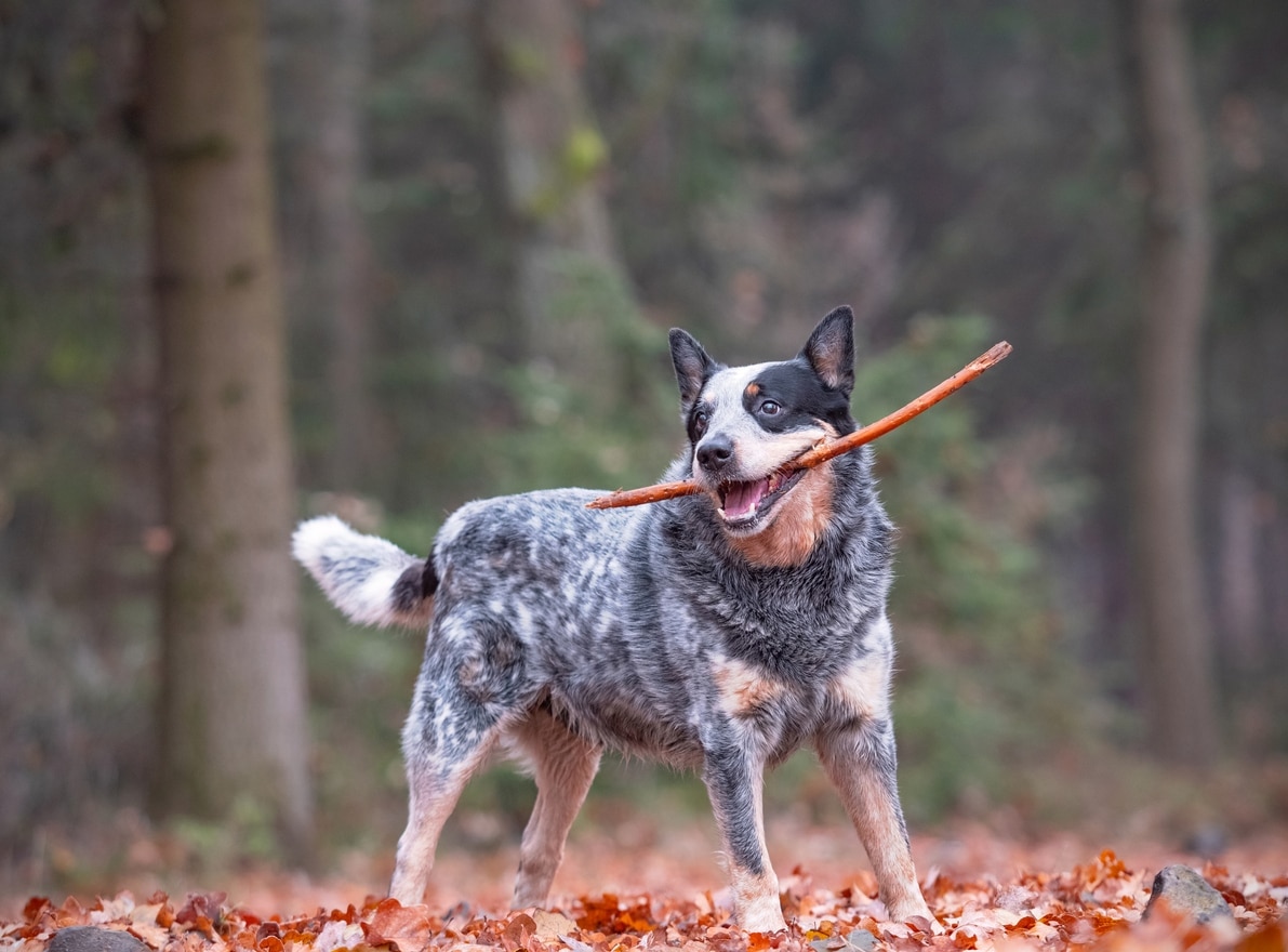 merle australian cattle dog outside holding a big stick