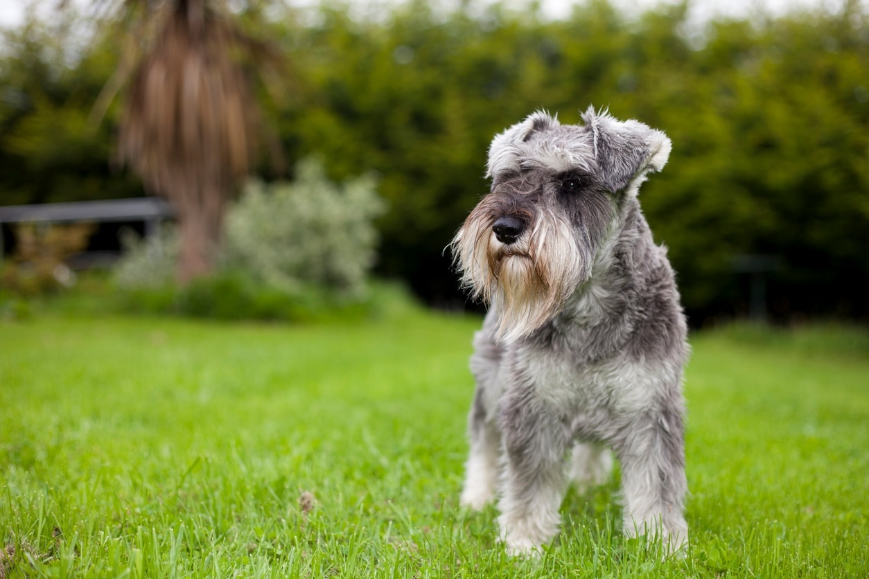 salt and pepper miniature schnauzer standing in grass