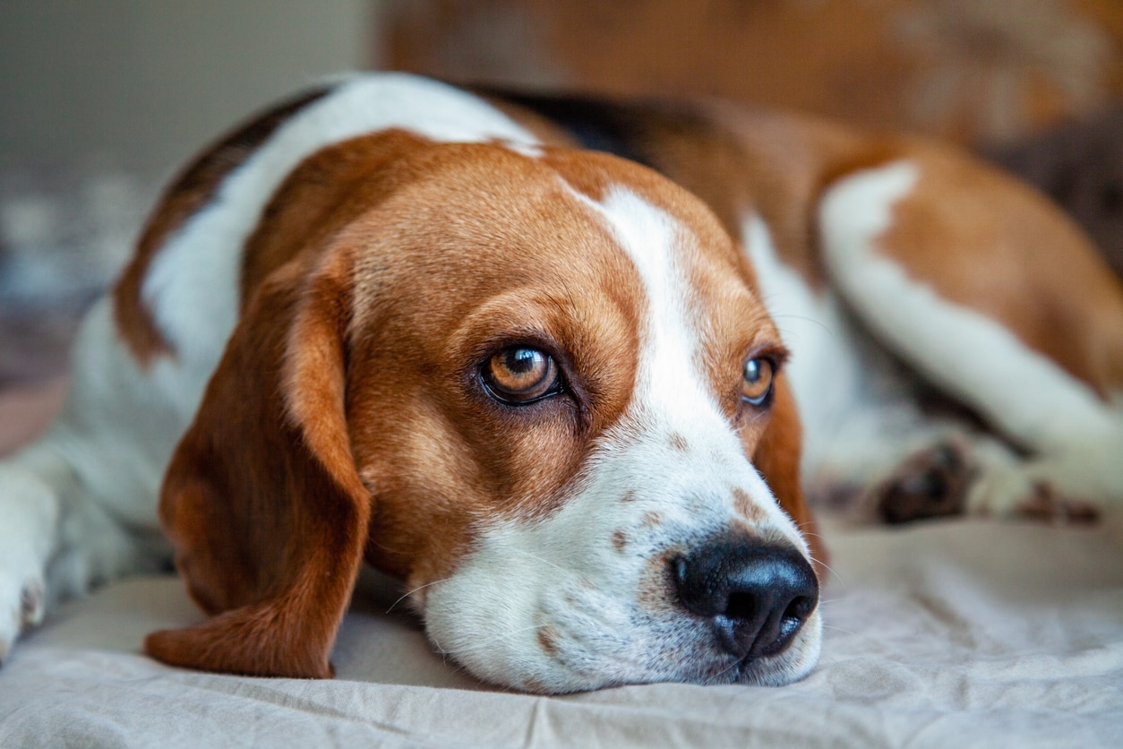 beagle lying down