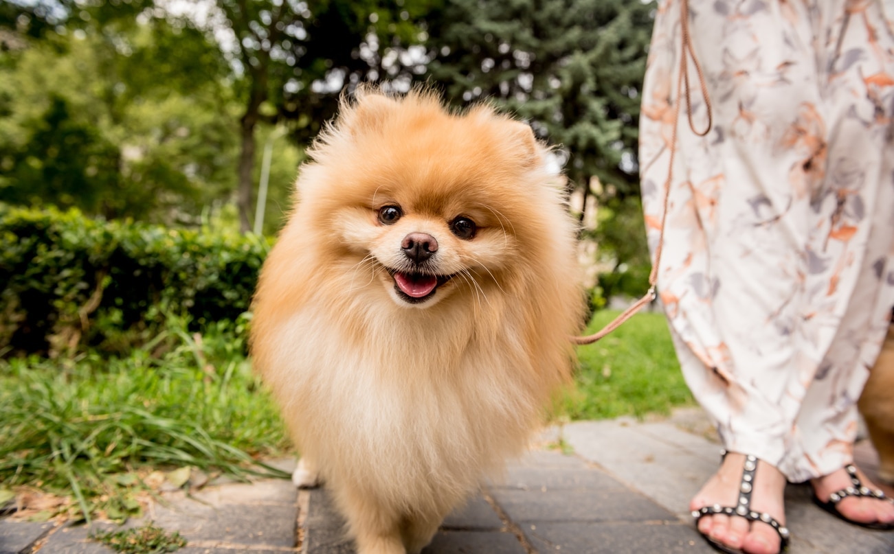 golden pomeranian on a walk smiling at the camera