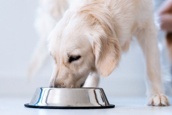 golden pup eating out of silver dog bowl
