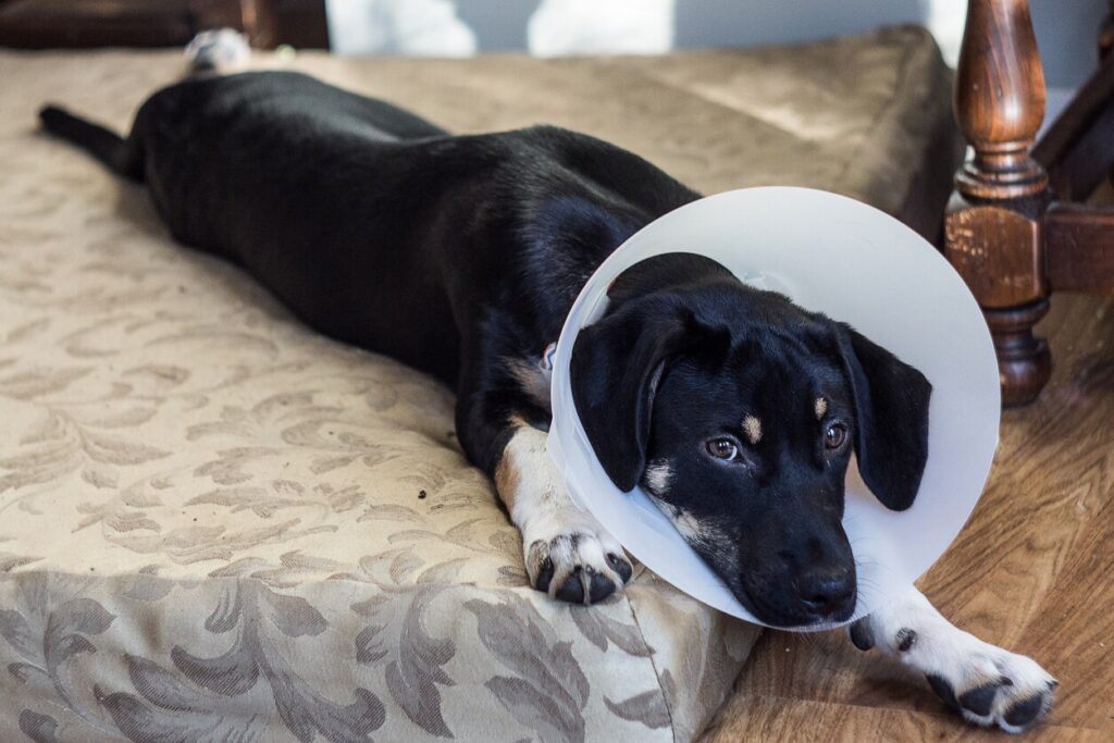 dog-laying-down-with-recovery-cone