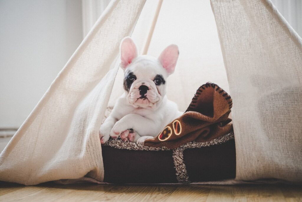 french-bulldog-puppy-inside-tent