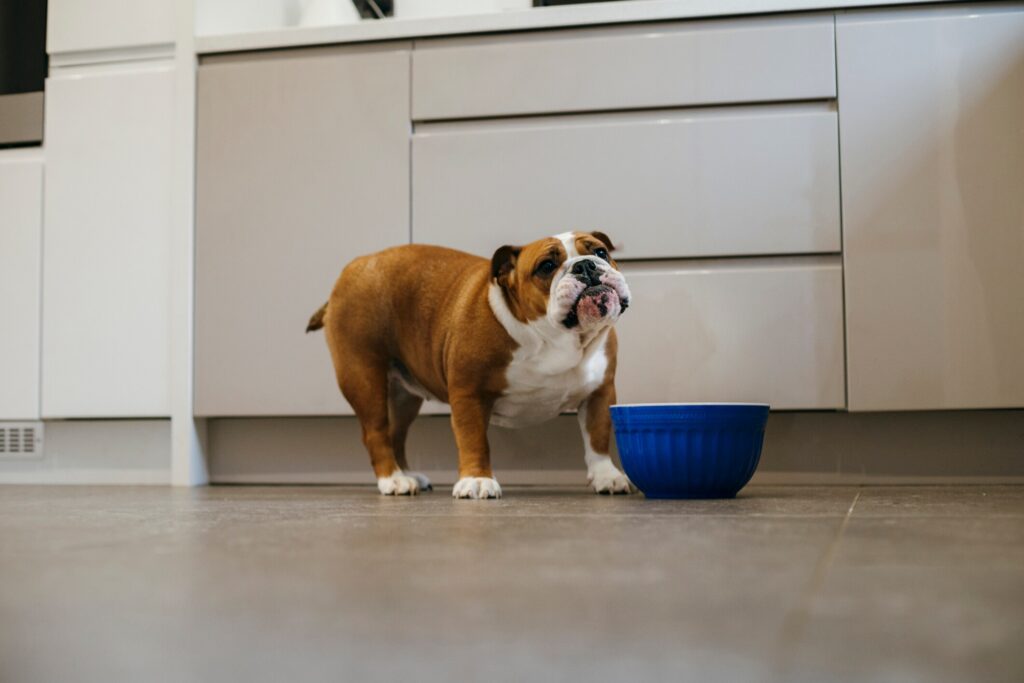 bulldog standing over blue food bowl