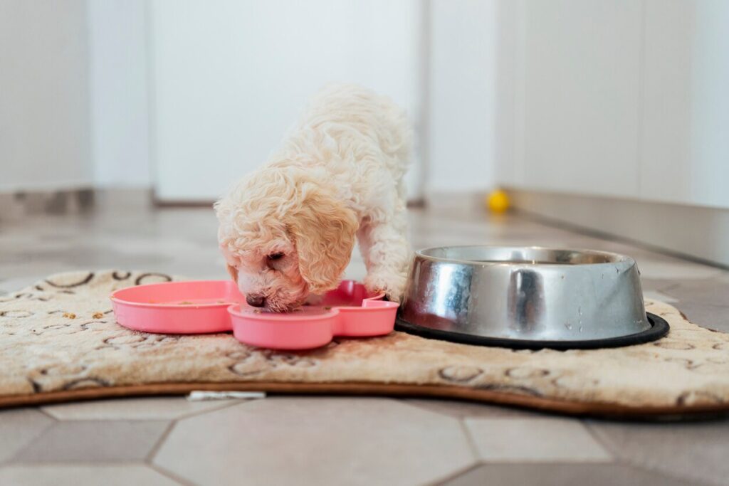 curly-haired white puppy eating out of a pink dog food bowl