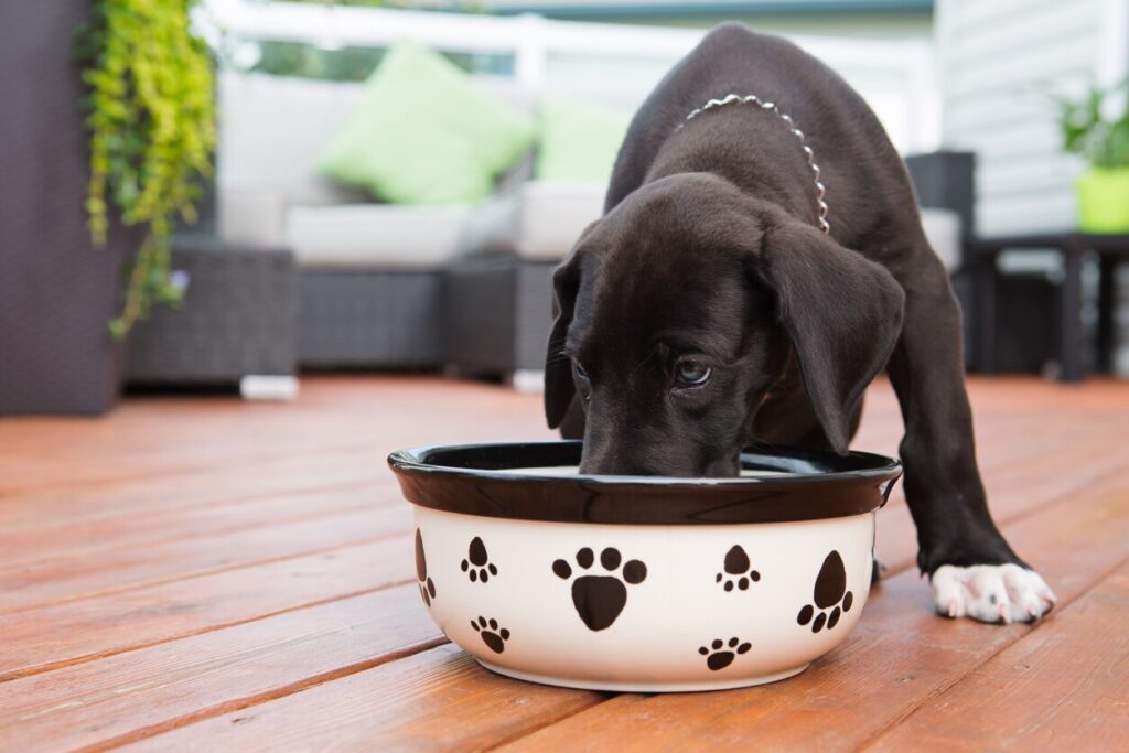 Puppy eating