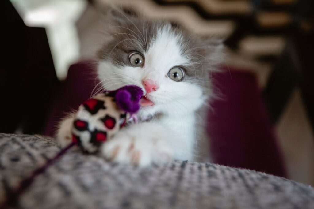 kitten-chewing-on-toy