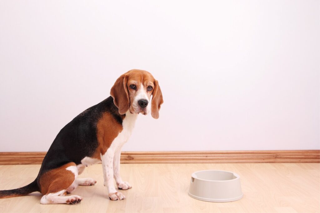beagle sitting by a dog food bowl