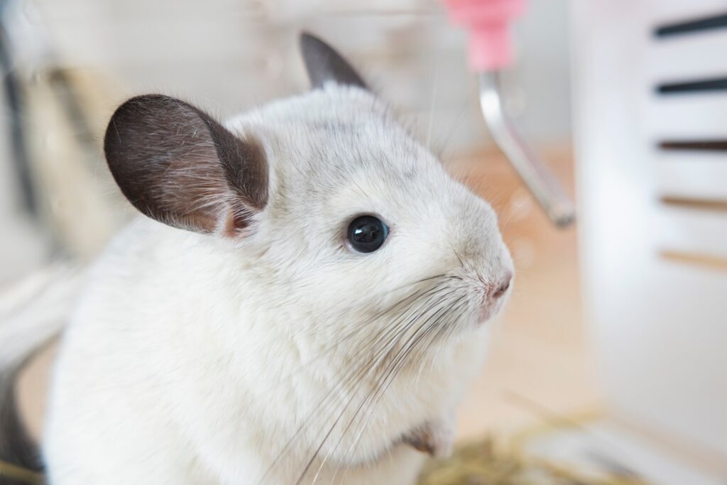 chinchilla care guide; a chinchilla sits in their enclosure, looking happy.