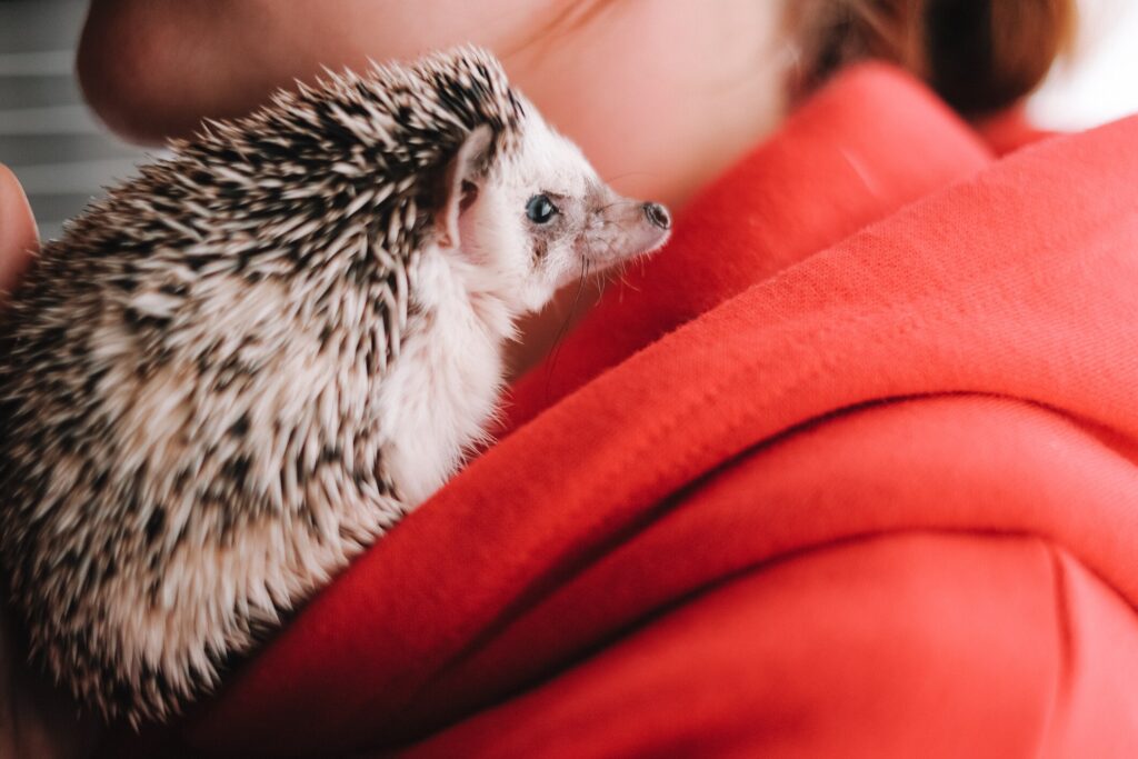 Hedgehog care sheet: A hedgehog sits on his pet parent's shoulder.