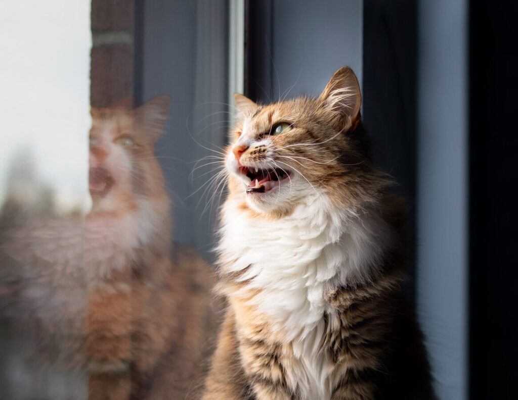 longhaired cat looking out a window and meowing