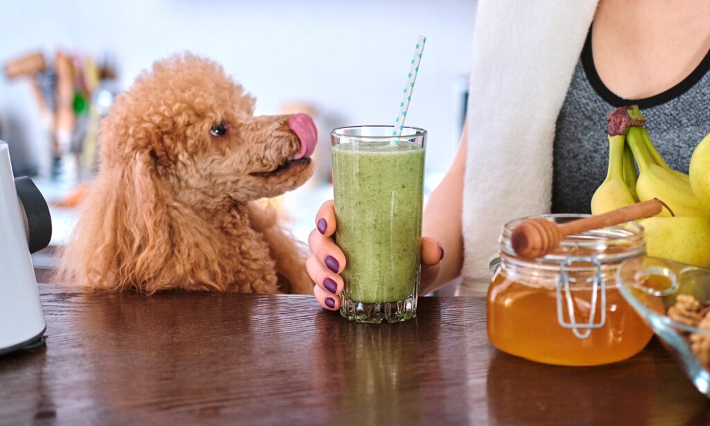 can dogs eat honey: dog licking lips next to jar of honey