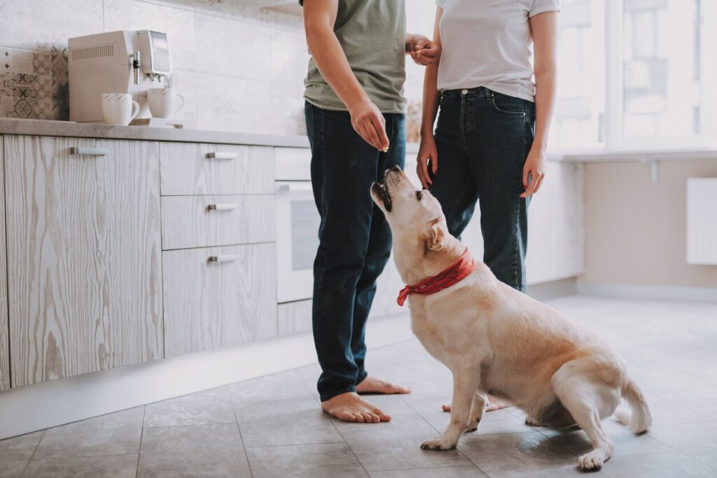 labrador retriever getting a treat in the kitchen
