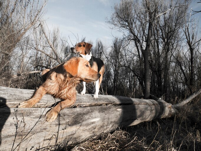 two dogs playing outside on an old log