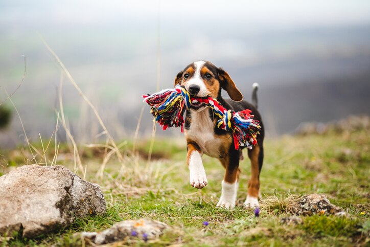 hound puppy running outside with a chew toy
