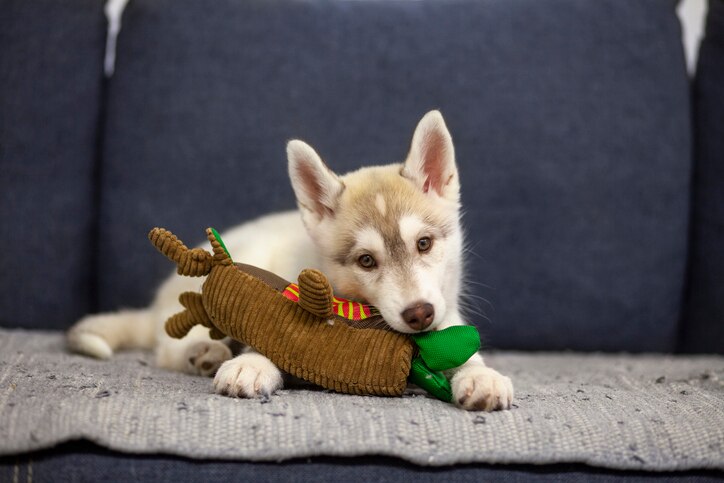 husky puppy chewing on a toy