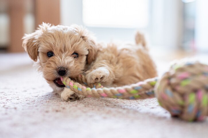 small fluffy dog chewing on a big rope toy
