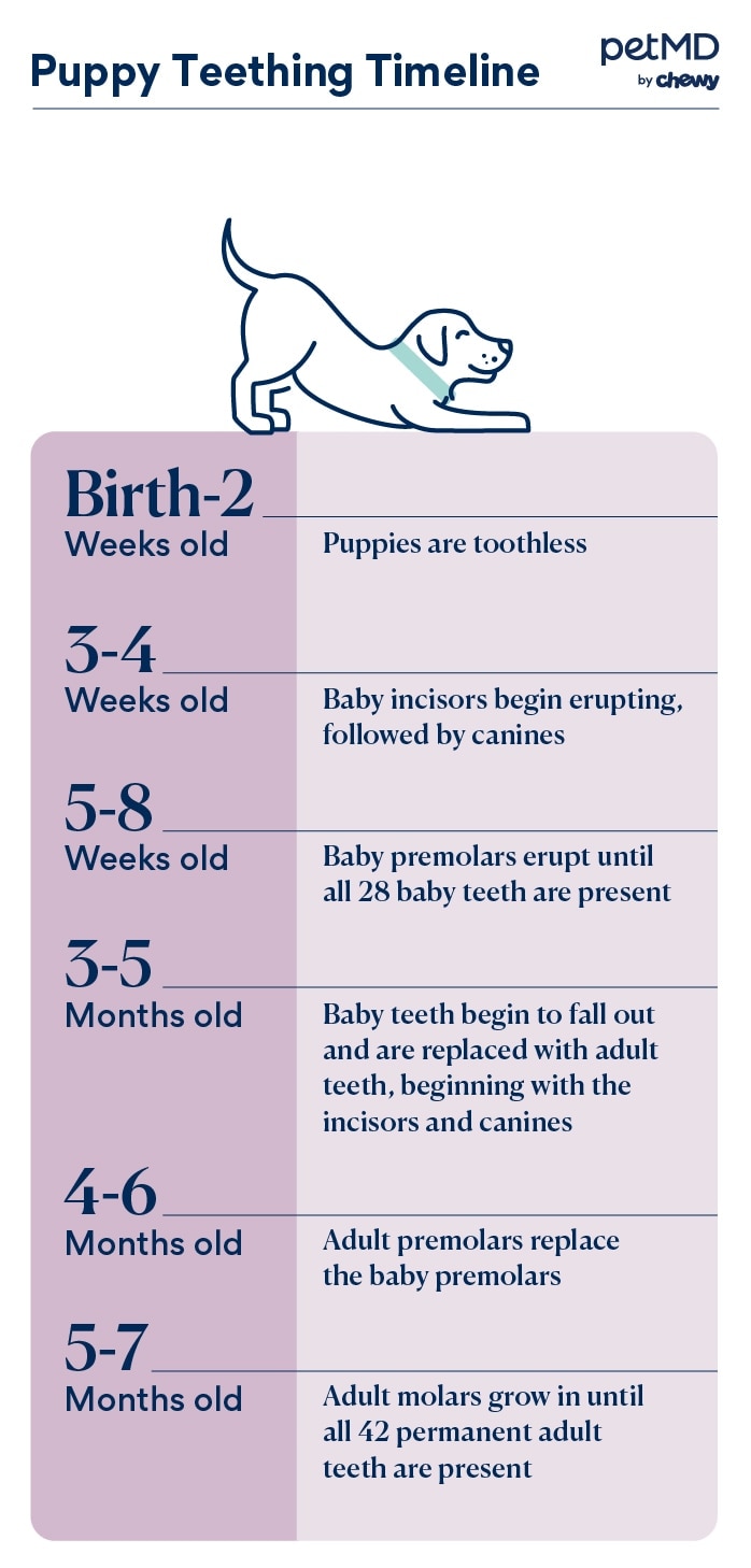 chart depicting puppy teething timeline