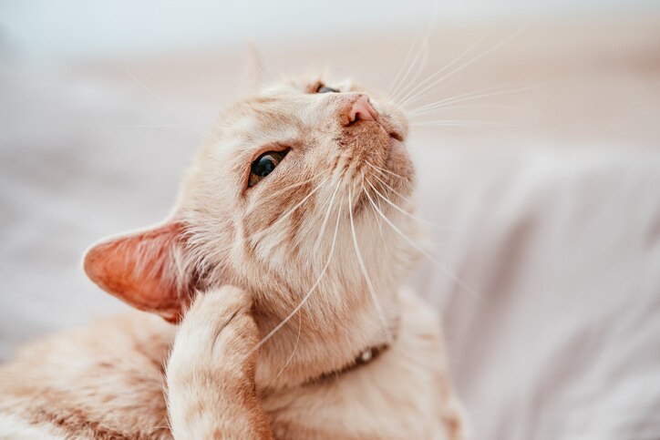beige cat scratching at their ears