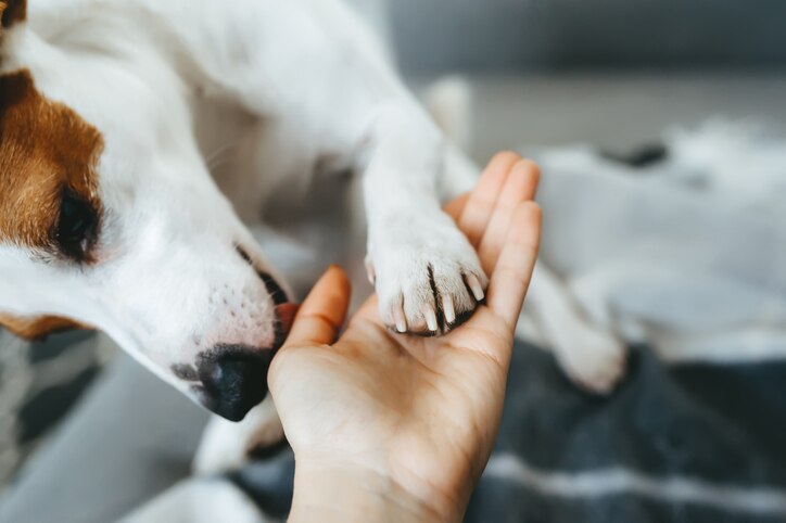 jack russell terrier paw holding hands with a human