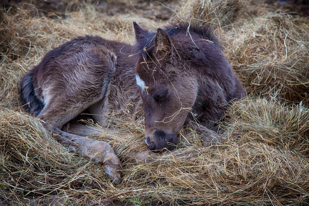 Newborn foal