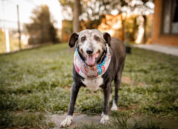 Senior dog standing outside looking at the camera