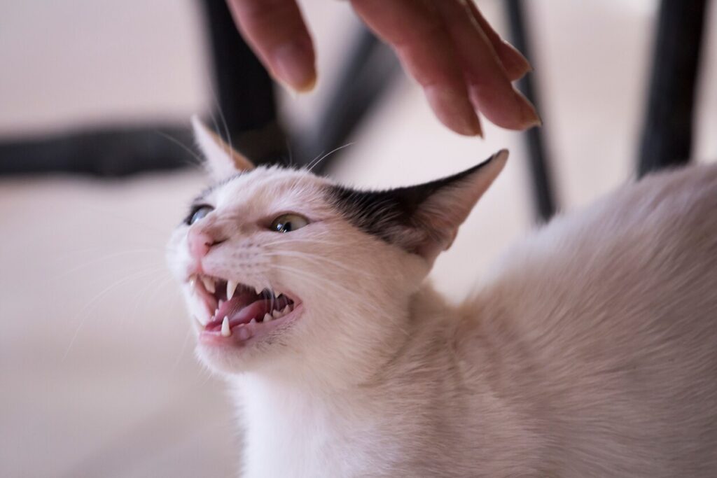 cat hissing when someone tries to pet him