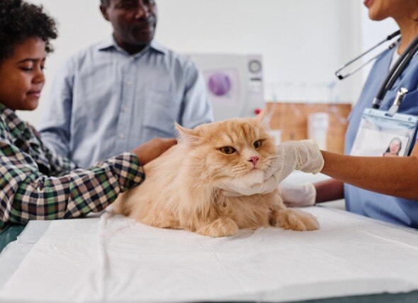 orange longhaired cat on exam table at vet's office with family in background
