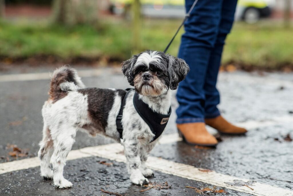 small black and white shih tzu on a walk in the rain
