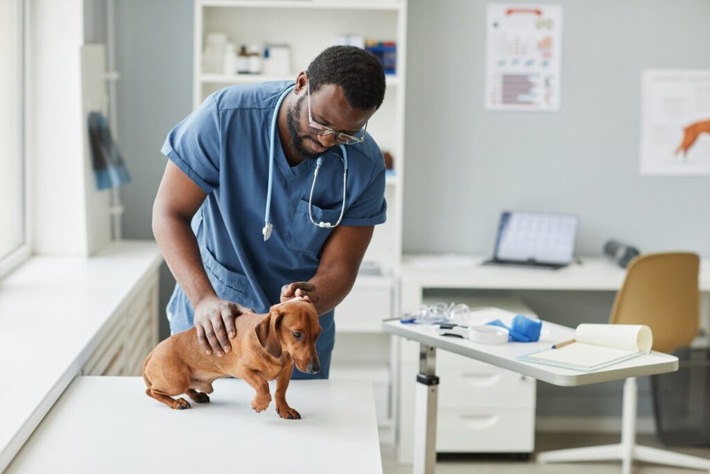 veterinarian examining a dachshund