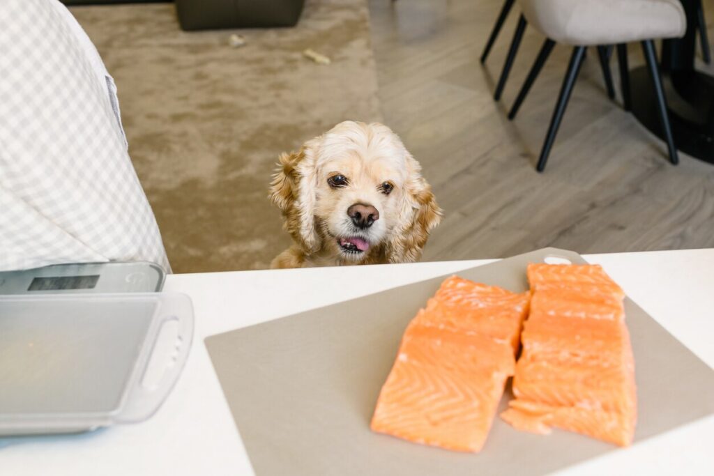 little dog looking up at salmon filets on the kitchen counter
