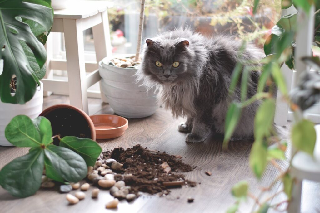 fluffy gray cat sitting beside a knocked-down broken potted plant