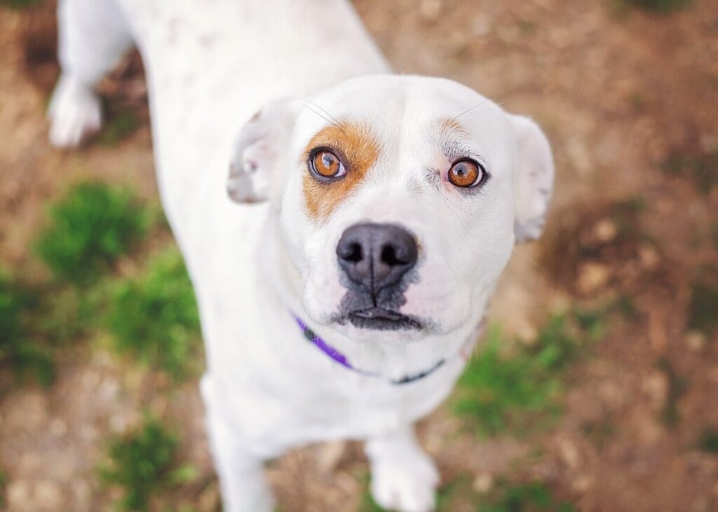 white fearful dog looking up at camera