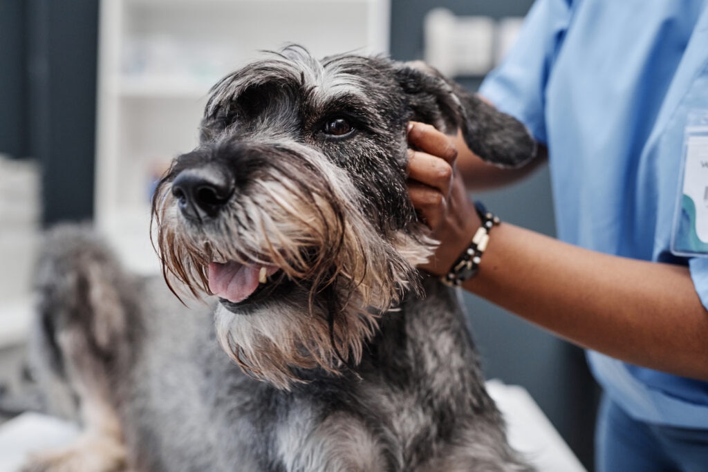AAHA; a dog is examined by their veterinarian.
